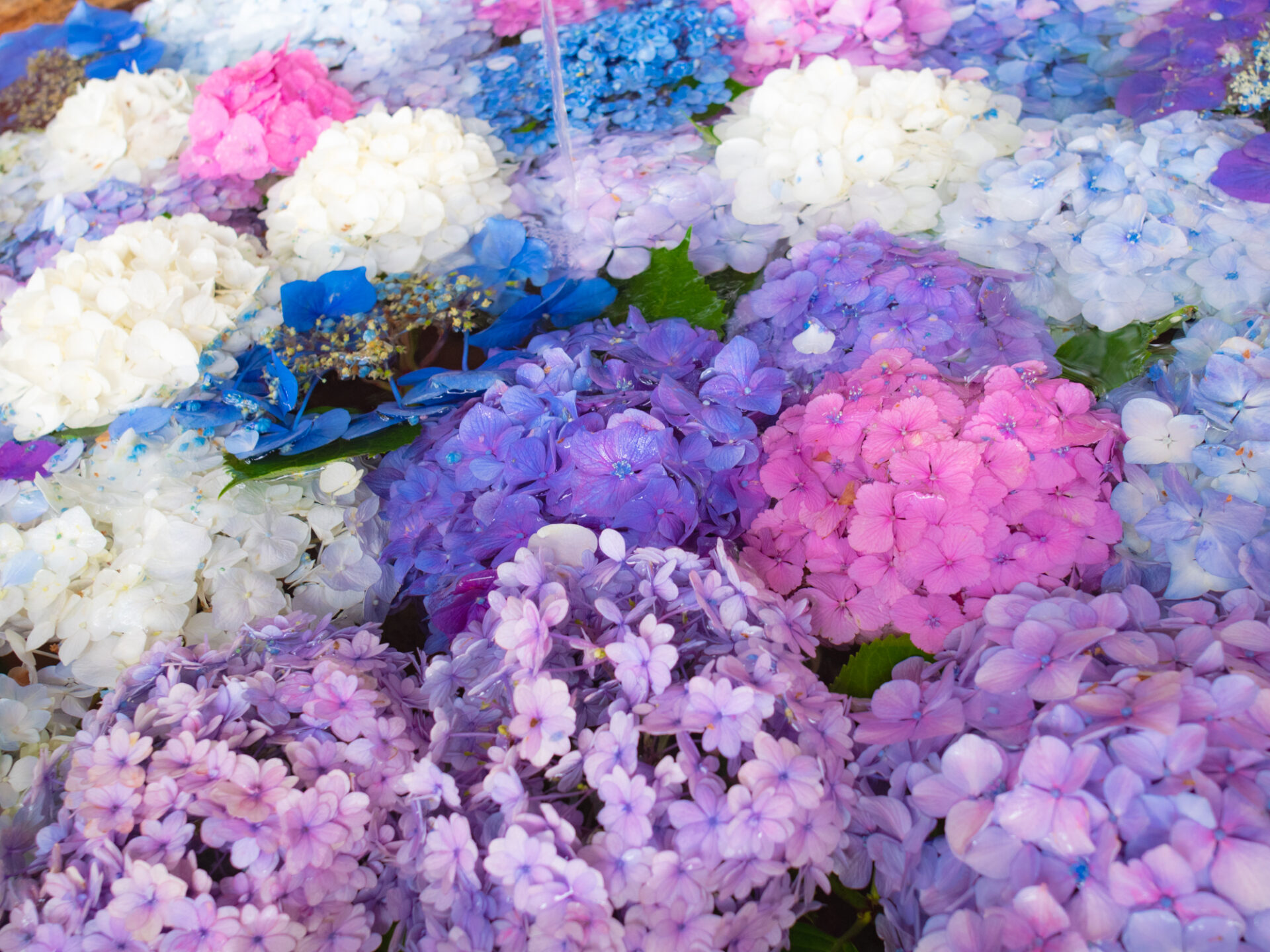 鶴が丘八幡宮の花手水